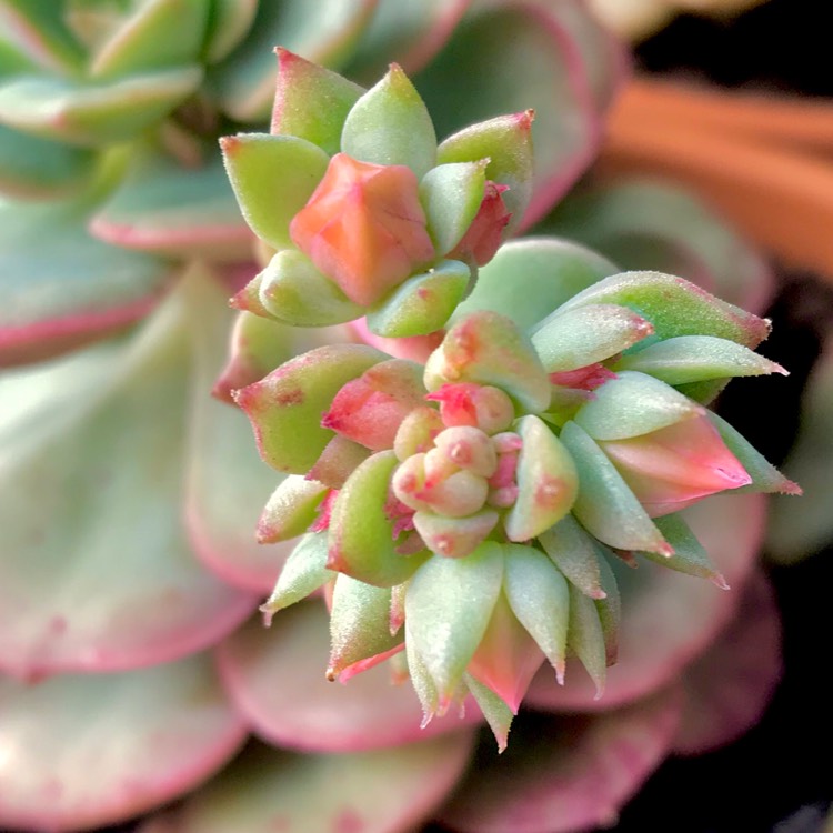 plant image 851073 plant image 851073