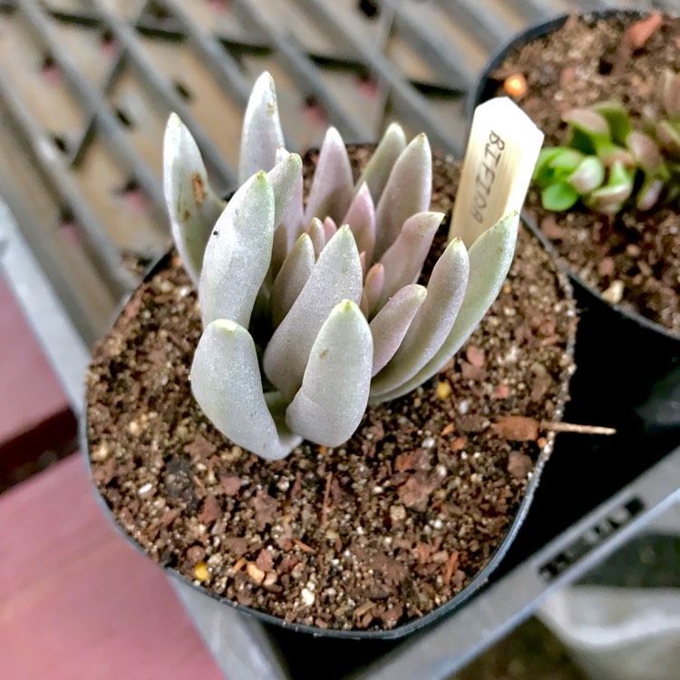 plant image 851184 plant image 851184