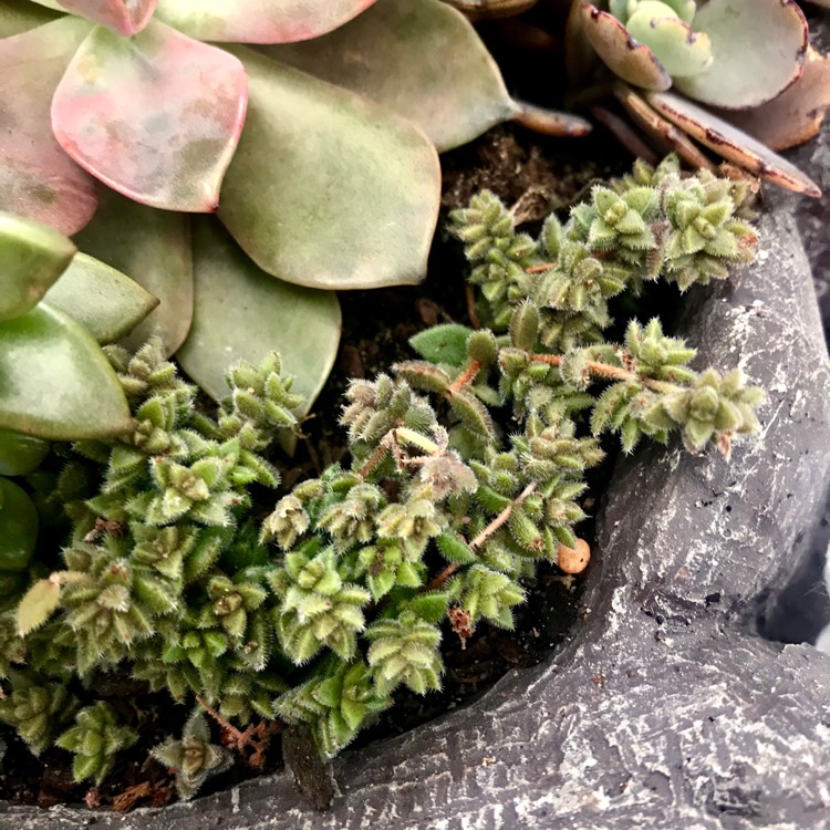 plant image 851187