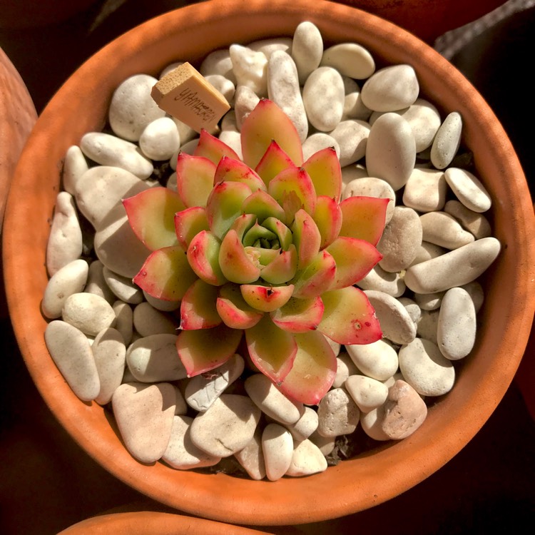 plant image 851212 plant image 851212
