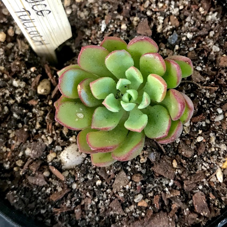 Plant image Sedum Joyce Tulloch