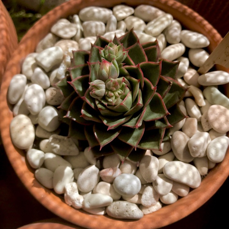plant image 851577 plant image 851577