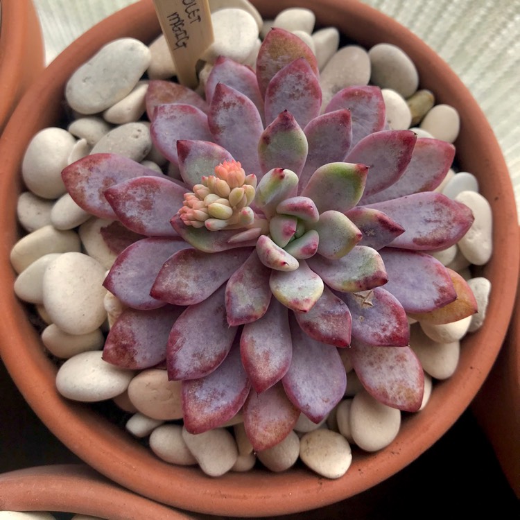 plant image 853132 plant image 853132