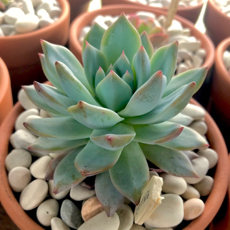 plant image 853134 plant image 853134