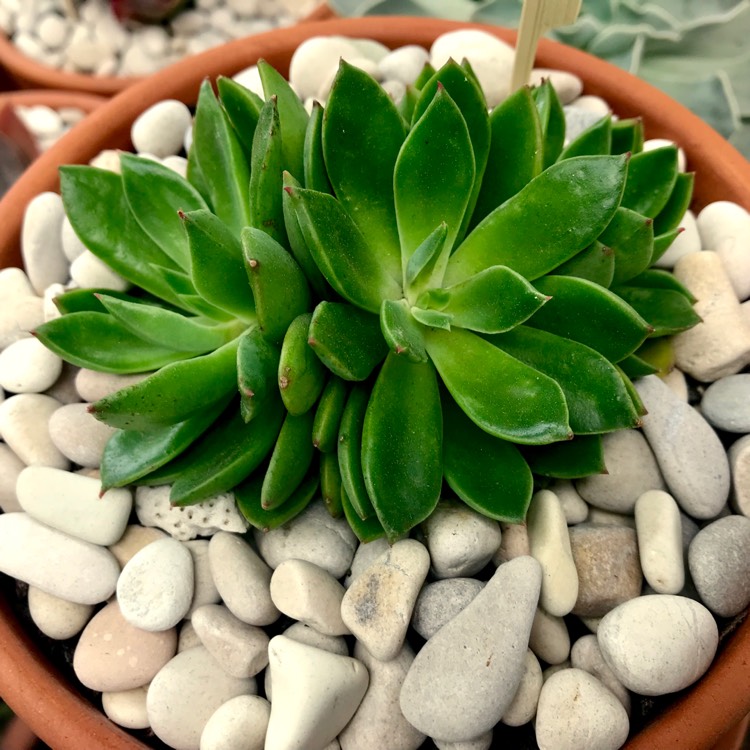 plant image 853137 plant image 853137