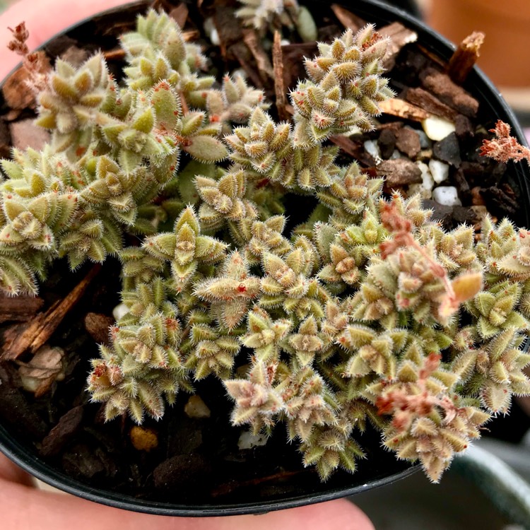plant image 853139