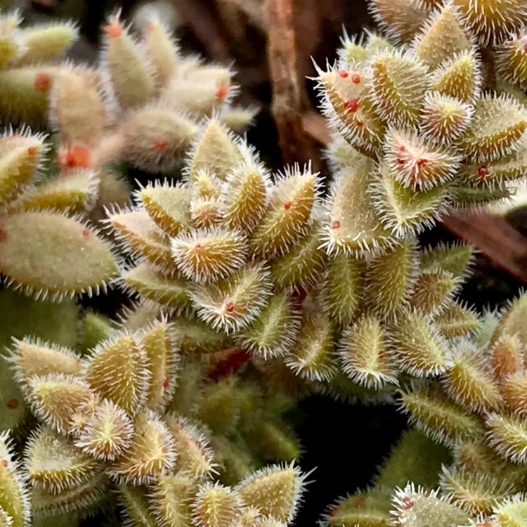 Plant image Crassula Lanuginosa var. Lanuginosa
