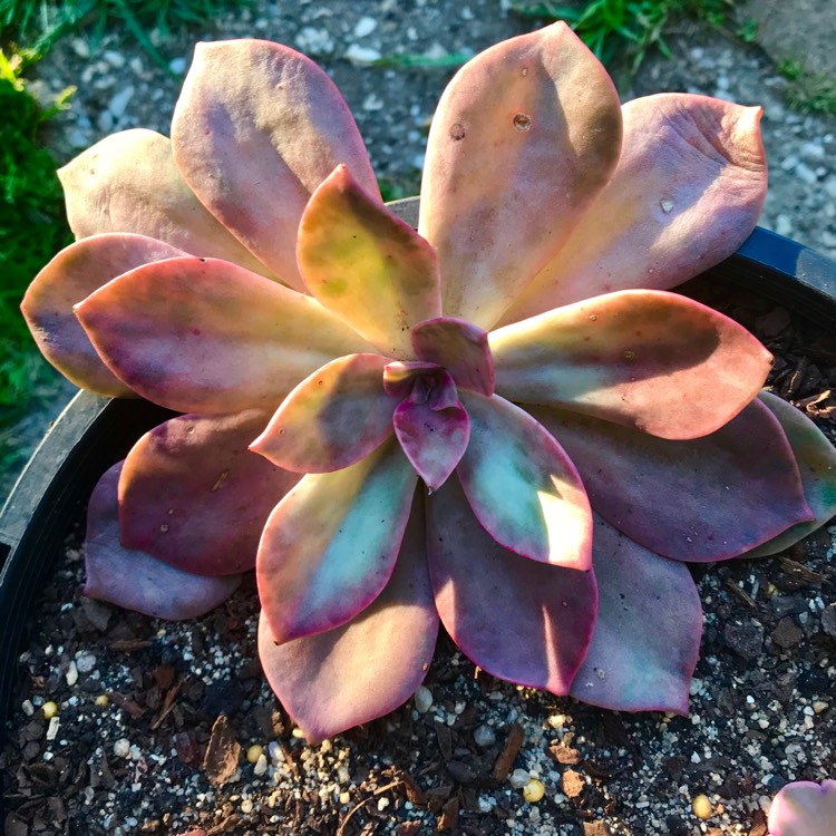 plant image 853310 plant image 853310
