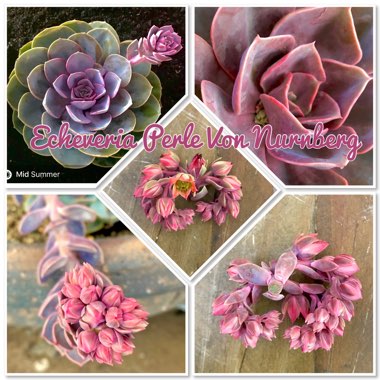 Echeveria Perle Von Nurnberg