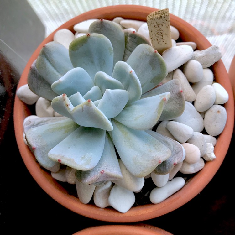 plant image 853767 plant image 853767