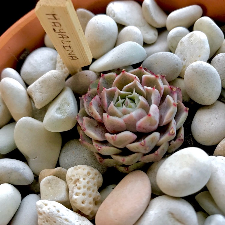 plant image 853778 plant image 853778