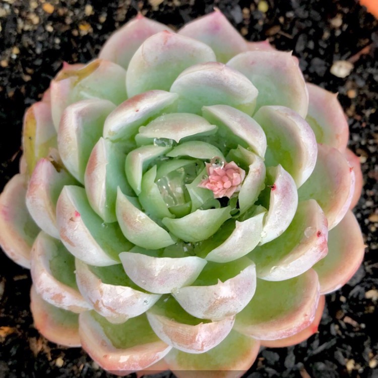 plant image 854318 plant image 854318