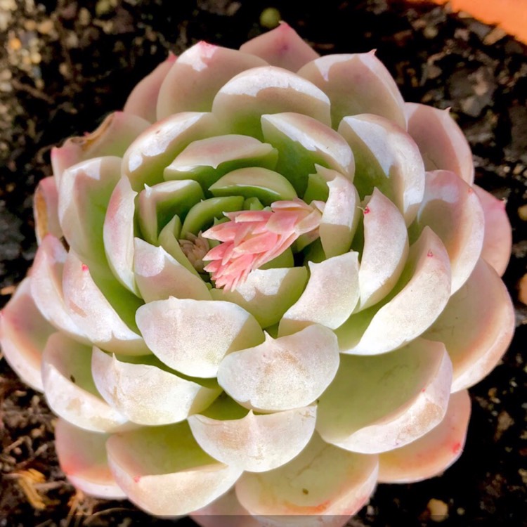 plant image 854320 plant image 854320