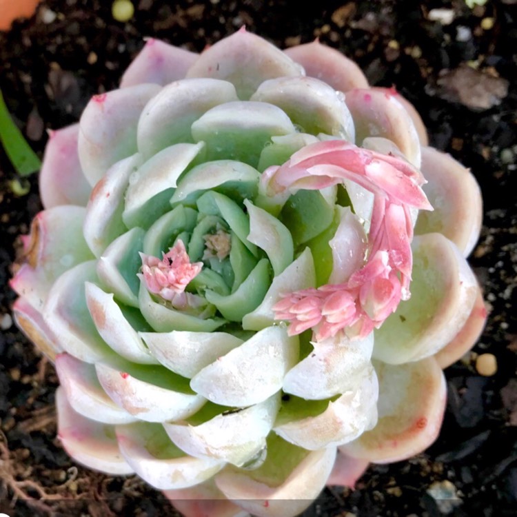 Plant image Echeveria Elegans Alba