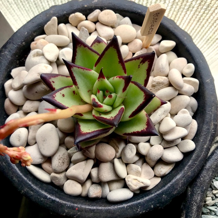plant image 854592