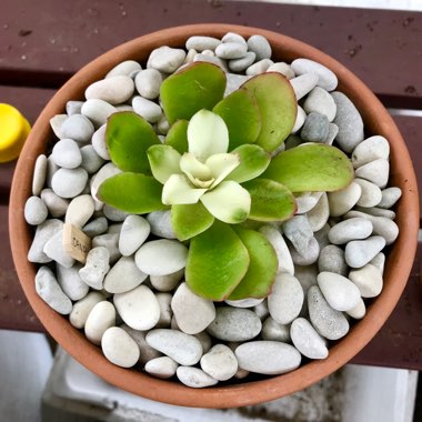 Echeveria Candy