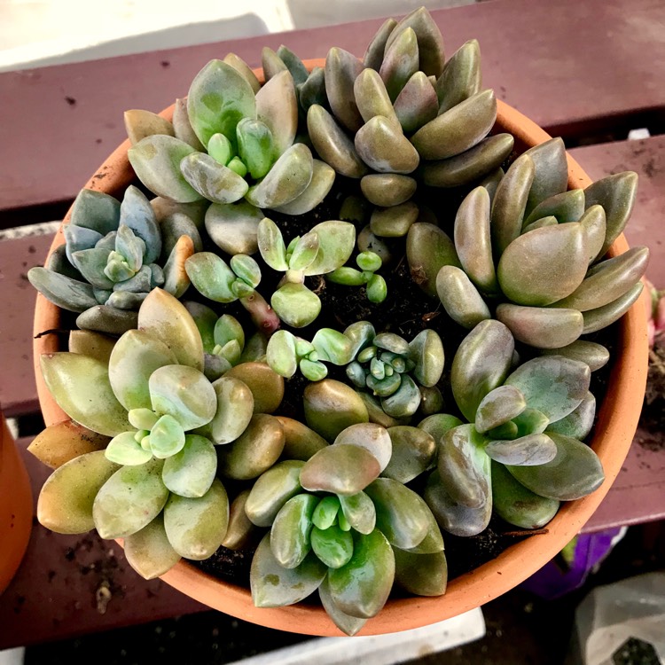 plant image 855387 plant image 855387