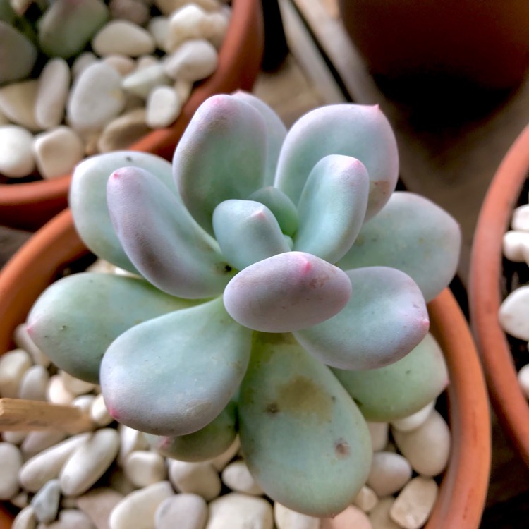 plant image 855420 plant image 855420