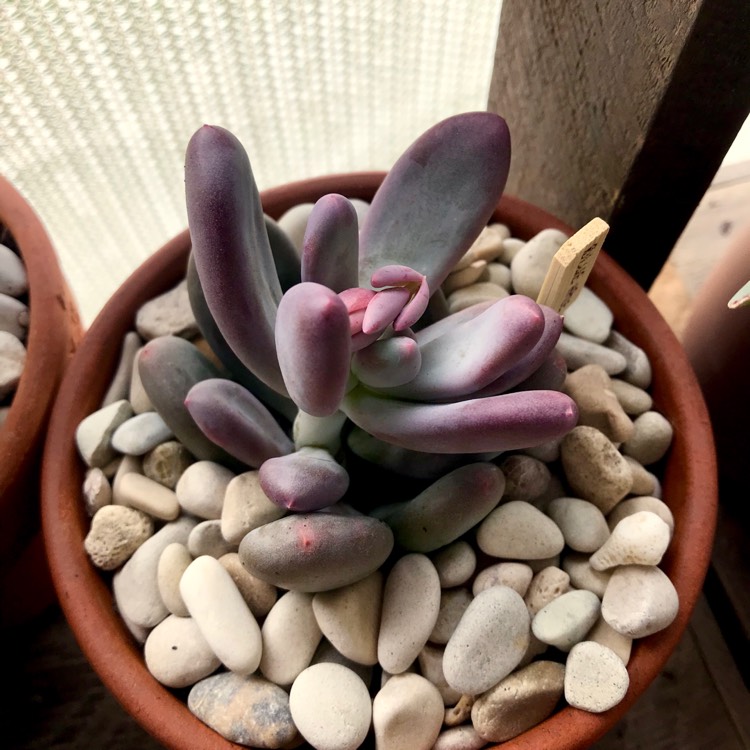 plant image 855421 plant image 855421