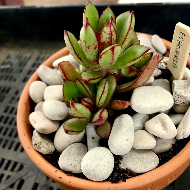 plant image 855499