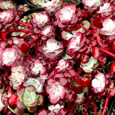 Sedum spurium  'Chocolate Blob'