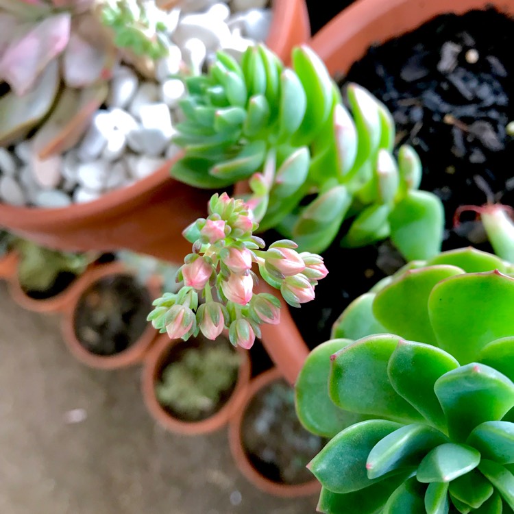 plant image 856582 plant image 856582
