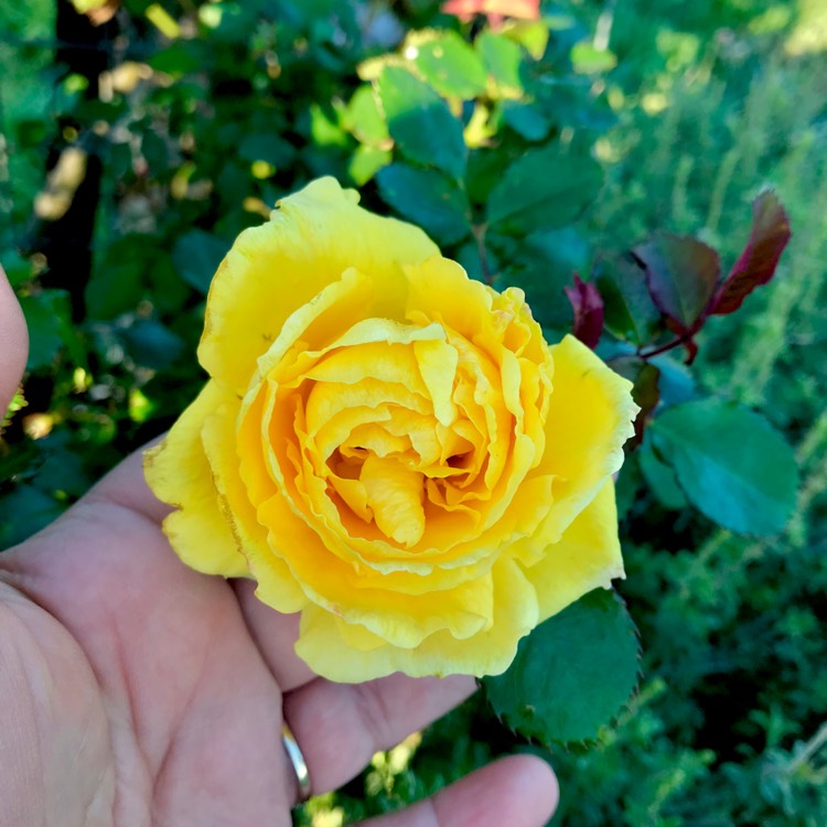Plant image Rosa 'Gold Bunny'