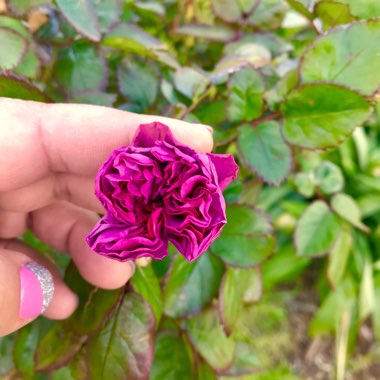Rosa 'Thank You'