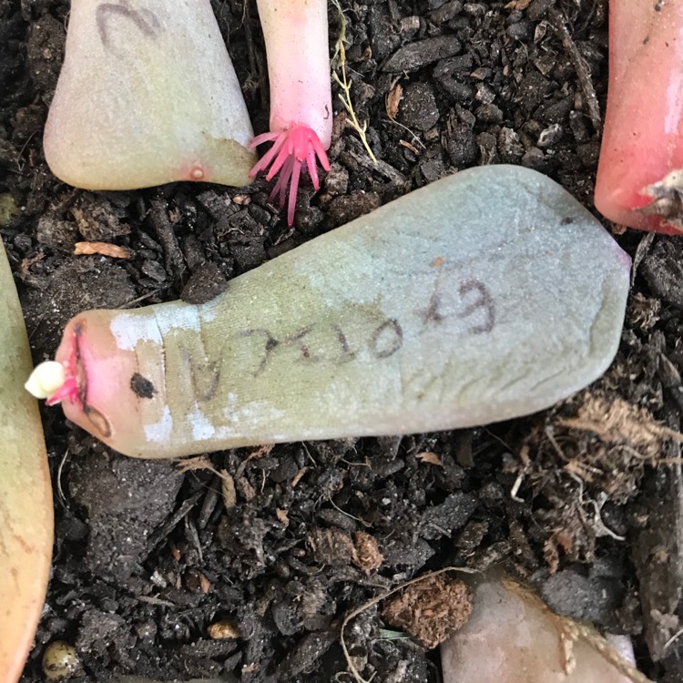 plant image 857826 plant image 857826