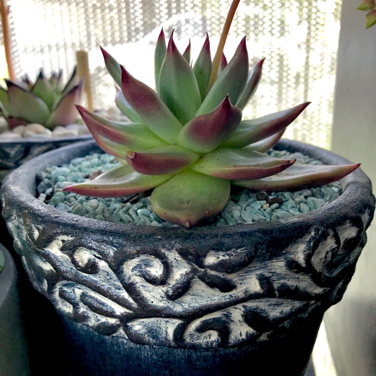 plant image 857937 plant image 857937