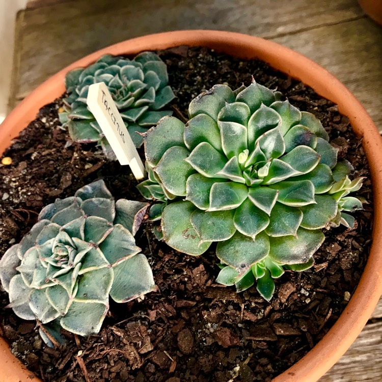 plant image 857949 plant image 857949
