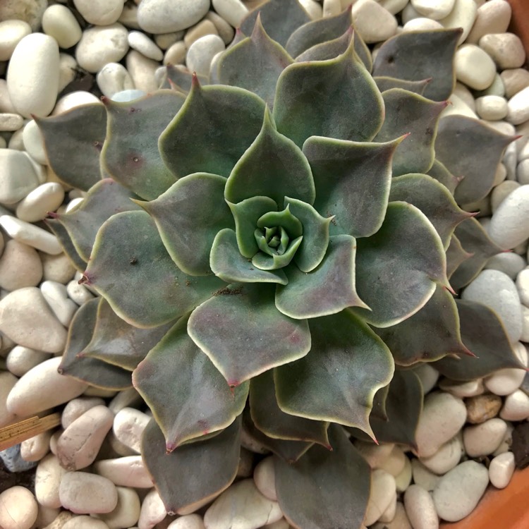 plant image 858226 plant image 858226