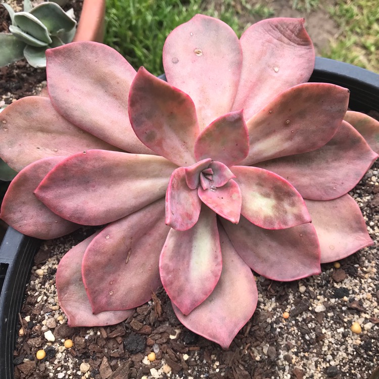plant image 858584 plant image 858584