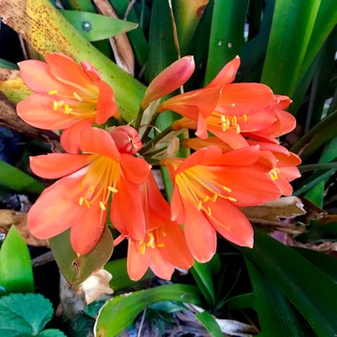 Clivia 'Belgium Hybrid Red'