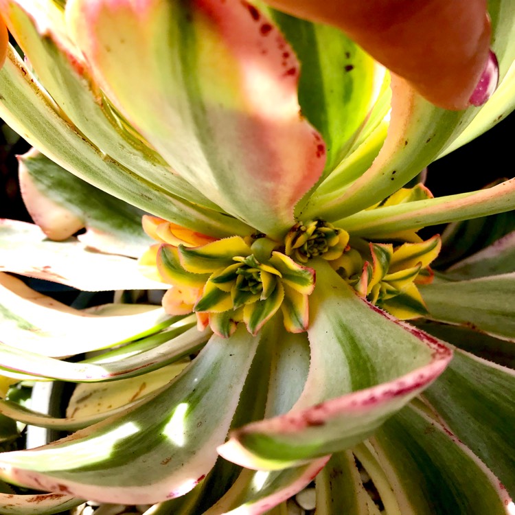 plant image 860486