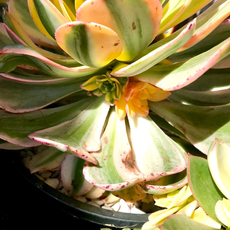 plant image 860487