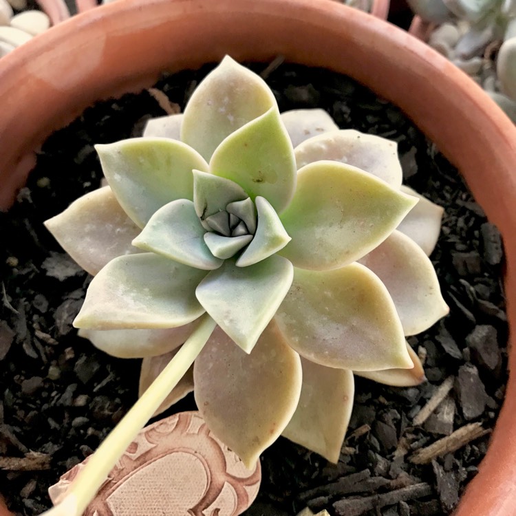 plant image 860495 plant image 860495