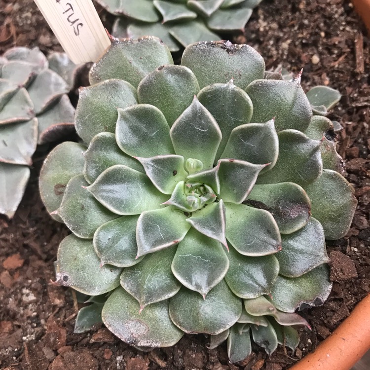plant image 860512 plant image 860512