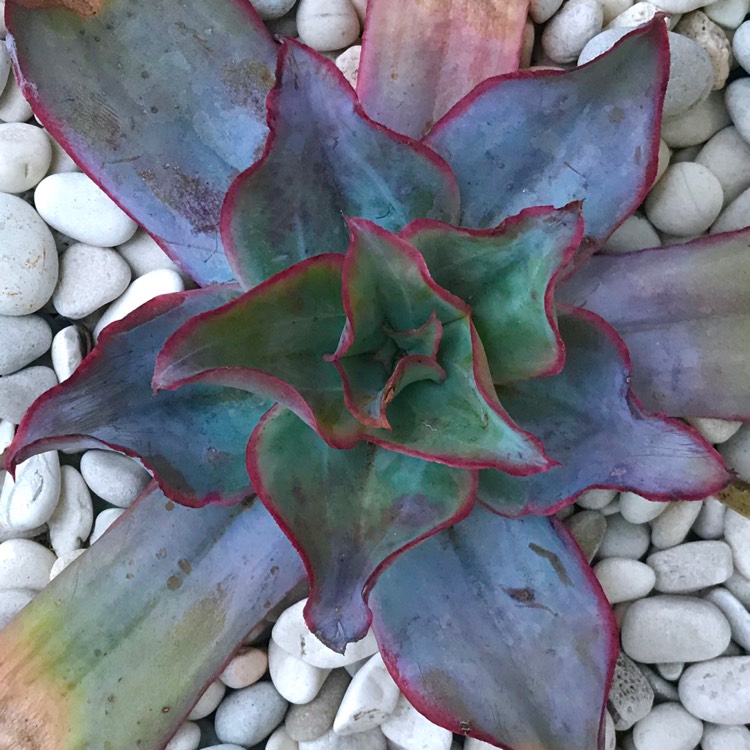 plant image 861559 plant image 861559