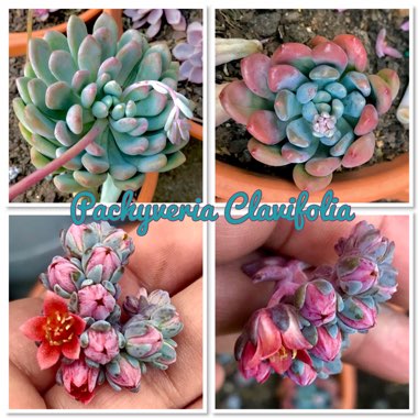 x Pachyveria Clavifolia