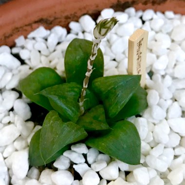 Haworthia Leyingshou