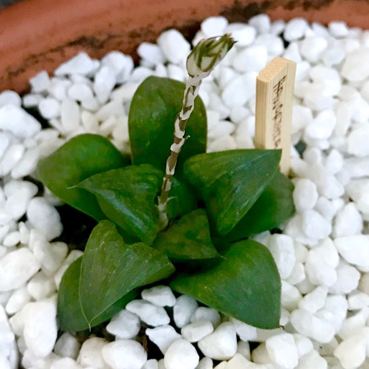 Plant image Haworthia Leyingshou