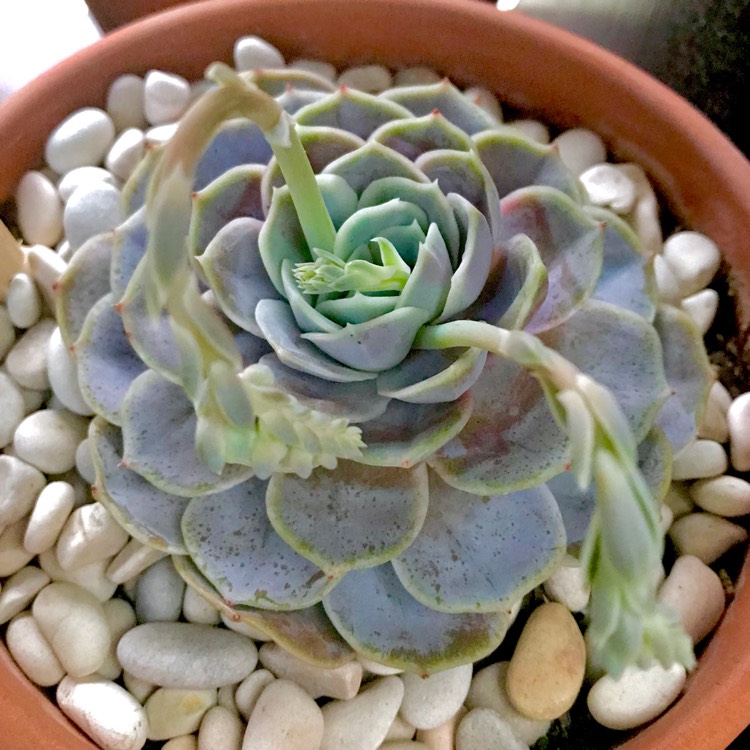 Plant image Echeveria Blue Surprise