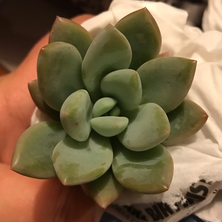 Plant image x Pachyveria Yvonne