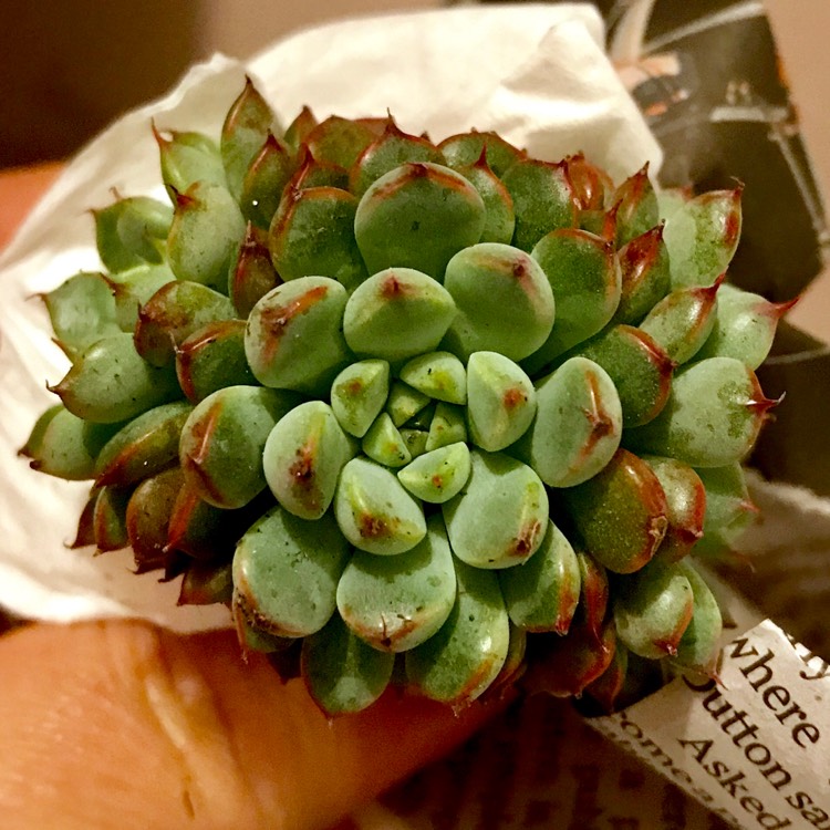 plant image 864547