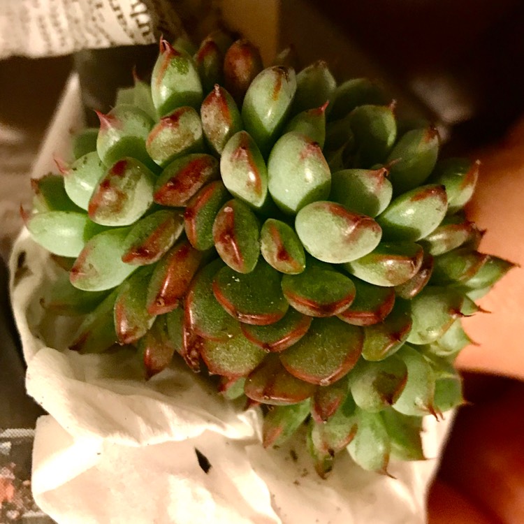 Plant image Echeveria Vincent Catto Asia Form
