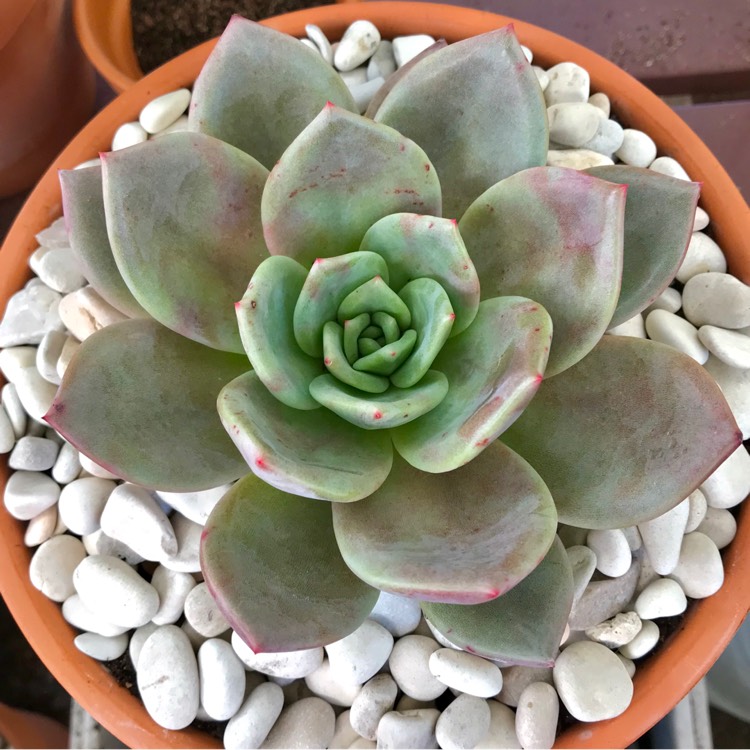 plant image 865173 plant image 865173