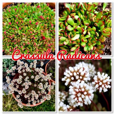 Crassula Radicans