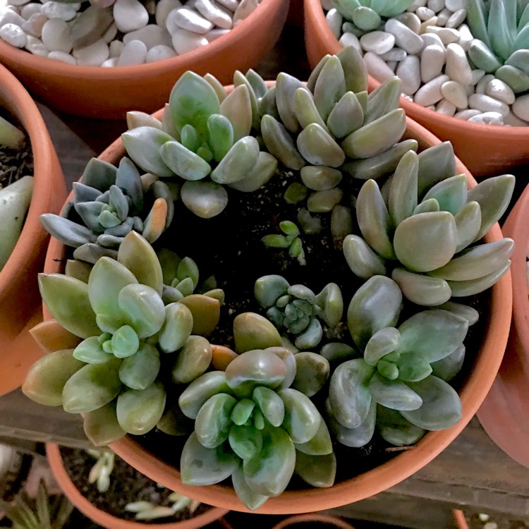 Plant image xSedeveria Blue Mist