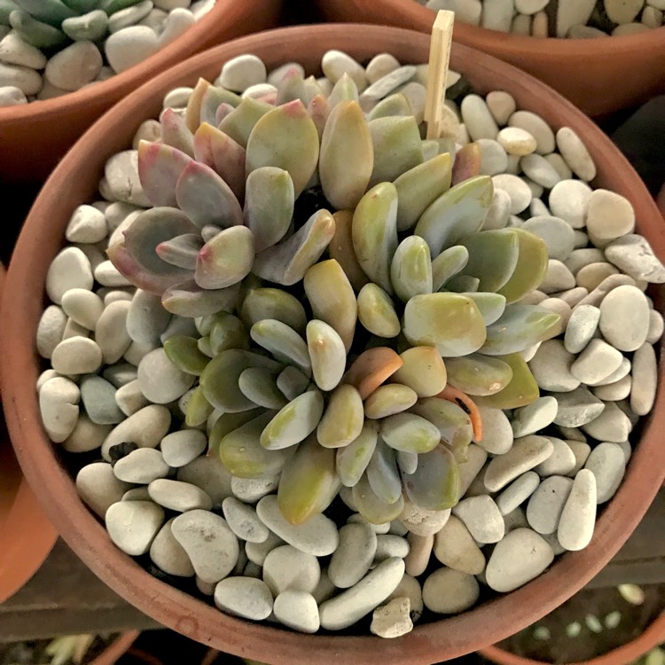 plant image 865833 plant image 865833
